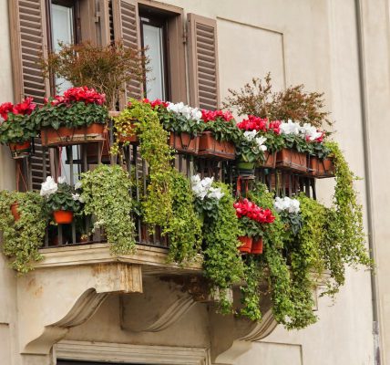 Jakie kwiaty na balkon wybrać